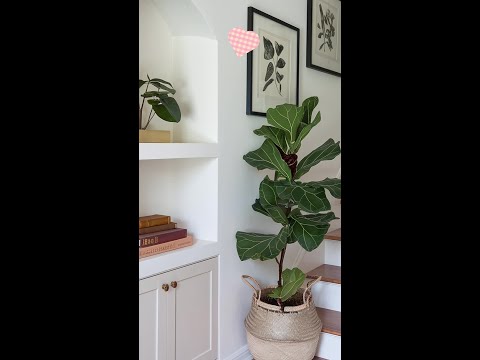 These are my favorite ways to decorate with plants! 🥰 | Elegant & Cozy Greenery Inspiration