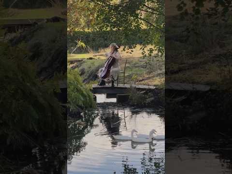 When we brought a #cellist to a farmhouse… 🦢