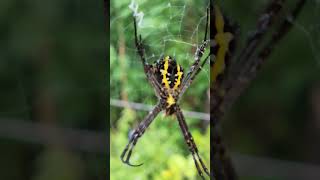 Amazing Spiders in Sri Lanka 🇱🇰 #trending #nature