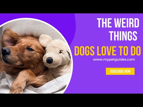 The Weird Things Dogs Love To Do