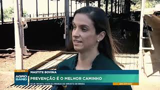 Mastite bovina: Prevenção é o melhor caminho