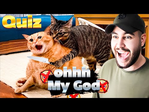 Everyday Adventures of Cats: Delightful Quiz with Fluffy Friends