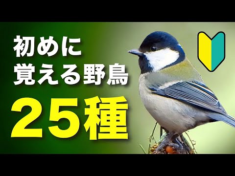 初めての方必見！身近な野鳥を分かりやすく紹介！【鳴き声付き】