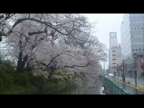 高崎城址の桜（2012.4.11）