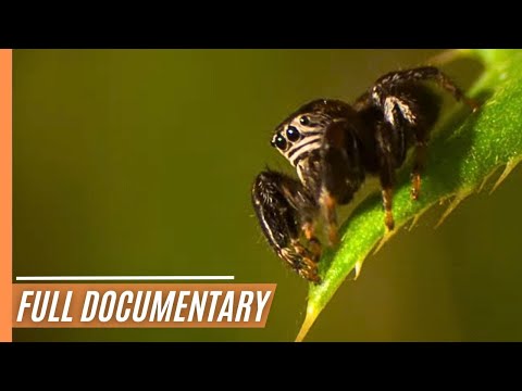 Field Marvels: Breathtaking Close-ups of Diverse Inhabitants | Full Documentary