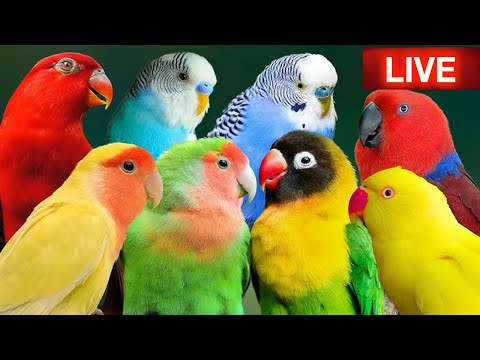 LIVE: bird live stream for cats | CAT TV | Lovebird Singing & Chirping | love birds sounds🎵,