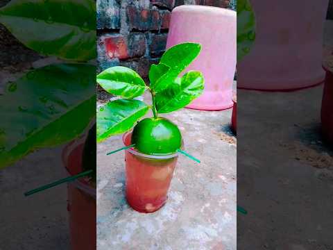 How to propagate lemon fruit growing from lemon tree #shorts