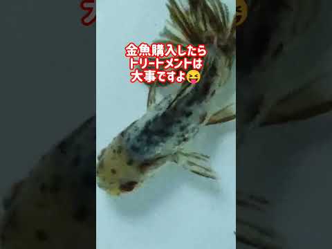 [金魚]　[東錦]　ホームセンターでは会えない金魚かも？#goidfish