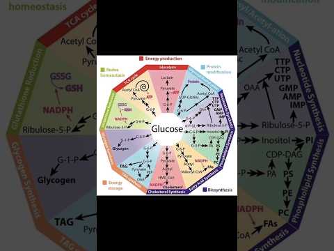 Glucose As Junction Point For All Major Metabolic Pathways #biochemistry #glucose