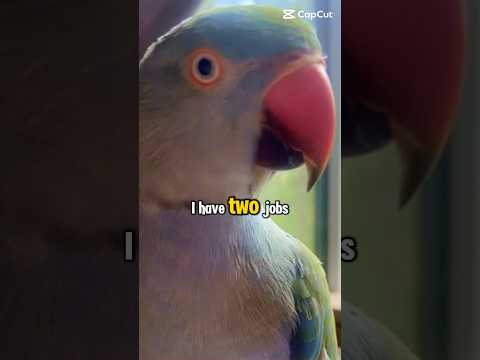 🐦#indiaringneck #parrotshorts #funnypetshorts #birdshorts