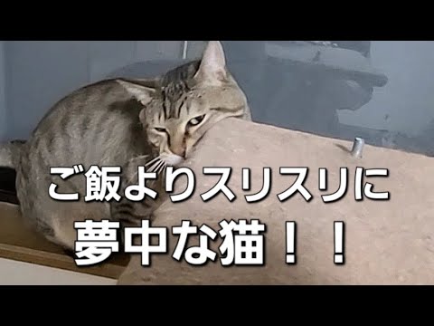 【キジトラ】ご飯よりスリスリに夢中な猫がこちら！