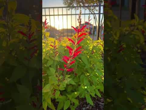 Autumn Colors in the Garden #autumnflower #gardening #fallcolors #flowers