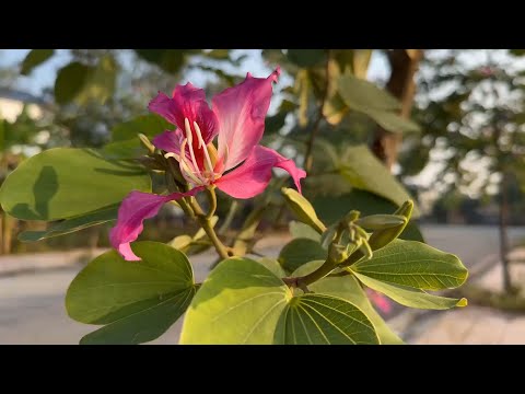 머리가 맑아지는 아침의 숲속 피아노 음악 🌲하루10분 만병을 치료 해주는 힐링 명상 기치료 음악 및 영상 - 아침음악, 힐링음악, 명상음악, 스트레스해소음악