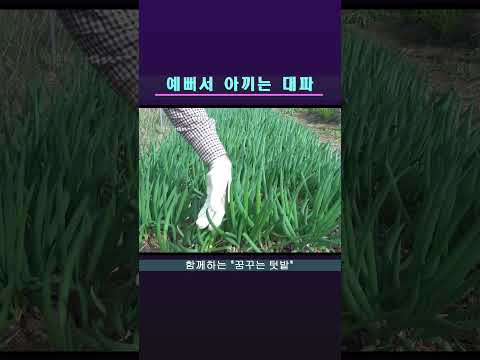 예뻐서 못 먹는  텃밭 대파 #shorts