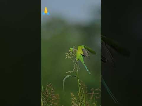 Love of Parrots 🦜❤️🦜#parrotlovers #parrots#loveofparrots #birdslovers #shortvideo #ytshort