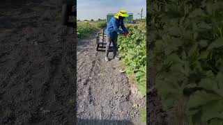 Okra harvesting @KrishiProduce  Texas, USA #agriculture #naturalproduce #healthy