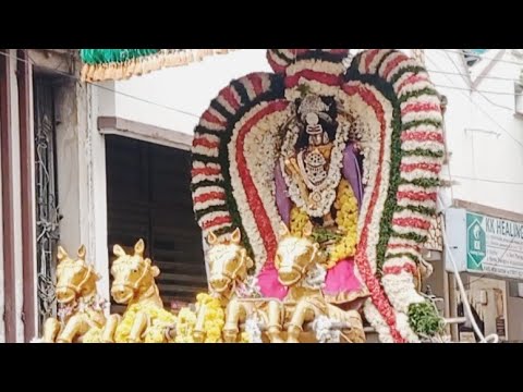 திருவாதிரை உற்சவம் / ஆருத்ரா தரிசனம் /  சிவகாமி நடராசர் வீதி உலா / Nataraja Swamy / Manjula Makes