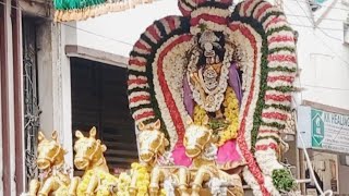 திருவாதிரை உற்சவம் / ஆருத்ரா தரிசனம் /  சிவகாமி நடராசர் வீதி உலா / Nataraja Swamy / Manjula Makes