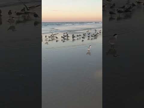 Beach Ambiance| Sunset|Herring|Ocean Sounds|#laughinggull #gulls #birds #mothernature