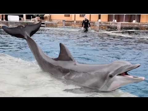 Dolphin Presentation - SeaWorld San Antonio - March 15, 2024