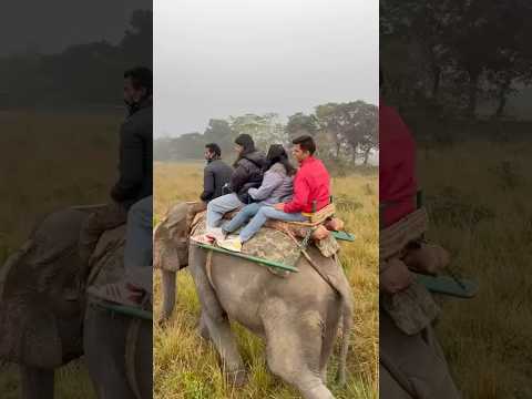 #kaziranganationalpark #assam #zoo #elephant 🐘🐘 #elephantvideo