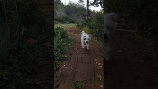 Chinese crested dog #Chinesecresteddog #petcare #petcareprofessional #shortvideo ##short