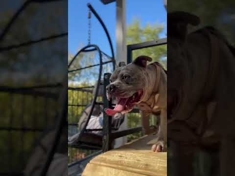 Future athlete Bully #amercianbully #fyp #shortsviral #dog #shorts #puppy #viralvideos