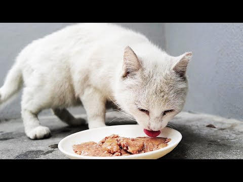 雨の中で鳴いていたさくらねこに給餌したらおいしそうに食べた LeicaQ3 手持ち撮影