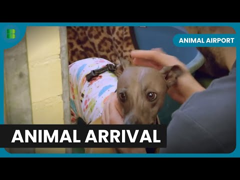 Animals Arrive After Long Flight! - Animal Airport - Animal Documentary