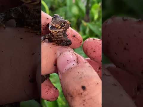 Screaming Baby Dragon doesn't want me to do a health check! Red-eyed crocodile skink