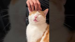 #cutecat #cats #funnyvideo #shortcatsvideos #shots #kitten #funnycats #catloverscommunity #kittens