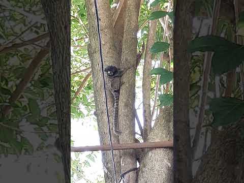 um macaquinho veio me visitar!