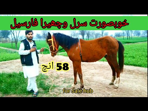 horse for sale in pakistan 2024