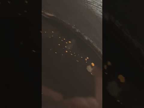 Most gold I’ve got from Scotland Panning For Gold