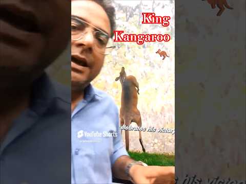 Kangaroo राजा कैसे बनता है ? | #kotacoaching #prasir #motionkota #kota #kotaeducation