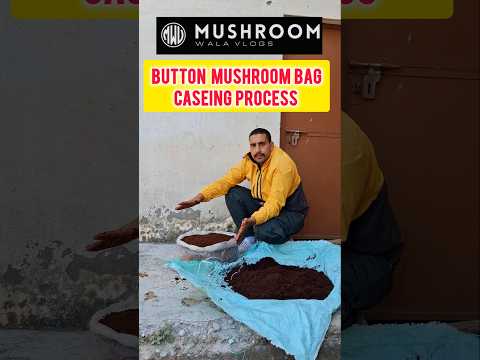 Button mushroom farming caseing Kab karte hai #shorts #mushroom #agriculture