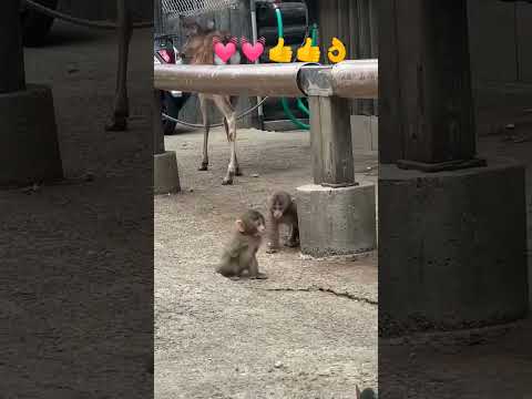 #monkey #cute #baby #views #yt_shorts #trending 👌👌👌👍👍👍👍💓💓💓💓💓