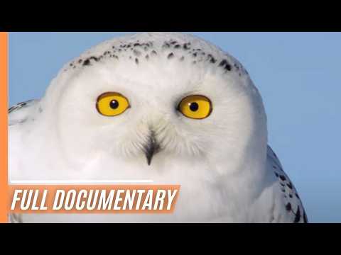 Snowy Owl Magic: Nature's Silent and Mysterious Guardians | Full Documentary