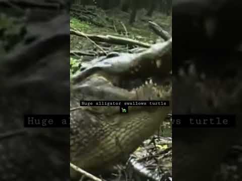 Rare footage of alligator eating a turtle!#nature #alligator #cycleoflife #apexpredator#enormousbite