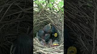 Bee vs babbler baby #birds #nest #nature #wildlife #