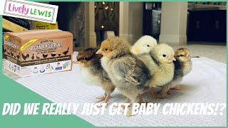 Should we get baby Chickens!? There's a beginners kit to help!