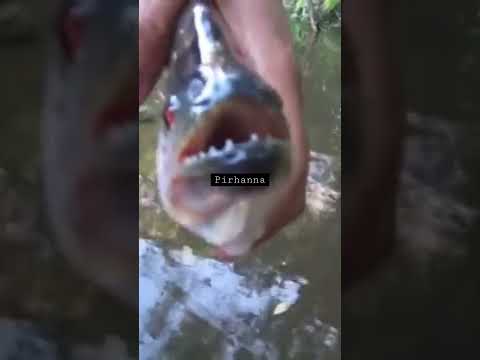 Piranha teeth are like scissors ✂️ #piranha #amazonjungle