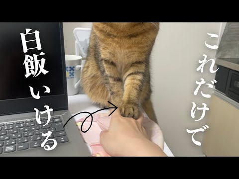 パソコンしてたら手をポンと添えてくる猫が可愛すぎて辛い…