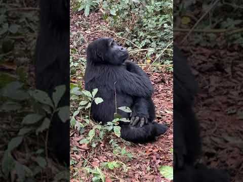 Mountain gorillas in Bwindi #TravelVlog #Adventure #NatureVlog#Wanderlust#TravelTip #GorillaTrekking