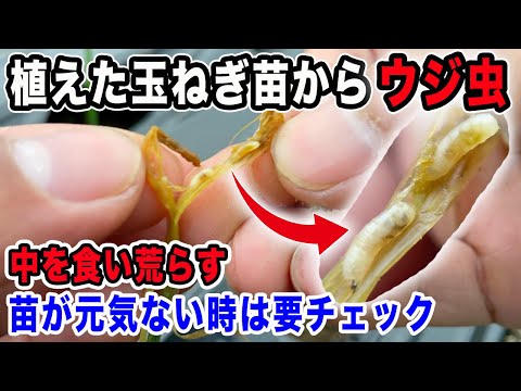 【玉ねぎ】植付けしたら害虫が大発生！必要な肥料と害虫対策を紹介します