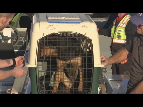 Bay Area rescue orgs take in displaced pets flown in from Los Angeles