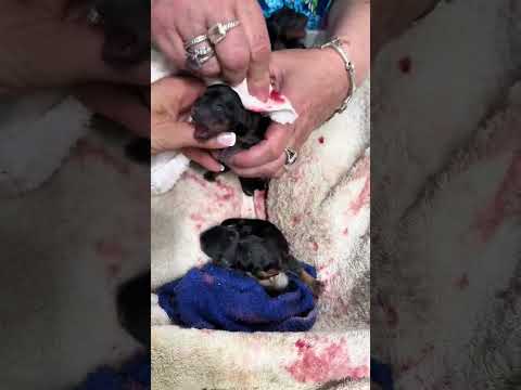 C-Section at 1am Reviving Yorkie puppies with my mom and my dad does the C-Section surgery!!!!