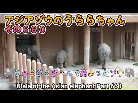 アジアゾウのうららちゃん（６６０）🐘うららが２ば～んで始まったゾウ🐘（東山動植物園）Ulala of the Asian elephant Part 660