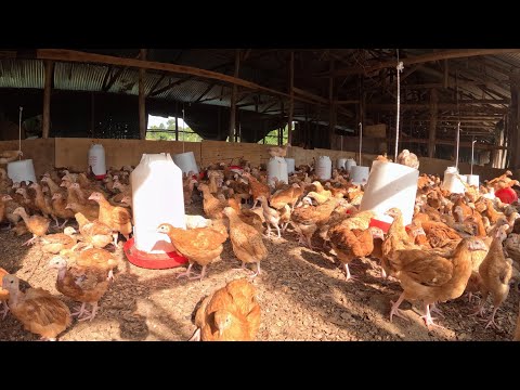 The 2025 Poultry Farm Blueprint for Overnight Success