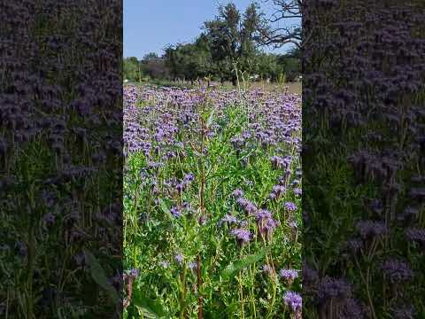 Bee buzzing around German flower fields #Germany #Bee #Flowers